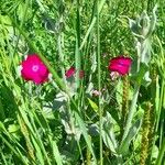 Silene coronaria Habitus