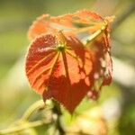 Dombeya ciliata Folla