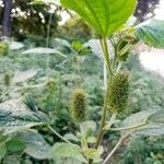 Acalypha alopecuroidea Flower