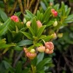 Rhododendron ferrugineum Arall