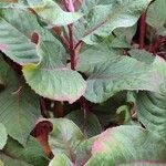 Fuchsia triphylla Leaf