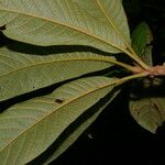 Pouteria viridis Φύλλο