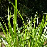 Carex pseudocyperus ശീലം