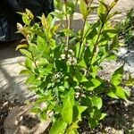 Ligustrum japonicum 葉