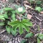 Hydrastis canadensis Leaf