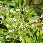 Duboisia myoporoides موطن