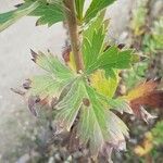 Aconitum carmichaelii Leaf