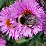 Symphyotrichum novae-angliae Flower