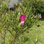 Eremophila oppositifolia