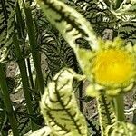 Heliopsis helianthoides 花