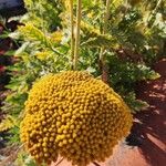 Achillea filipendulinaCvet