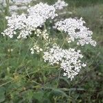 Chaerophyllum aureumЦвят