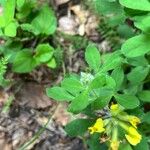 Chamaecytisus supinus Lapas