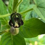 Ceropegia meyeri-johannis Flower