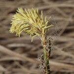 Carex ericetorum Bloem