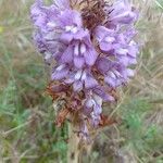 Orobanche arenaria Flower