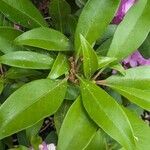 Kalmia latifolia 葉