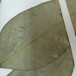 Geissospermum argenteum Otro