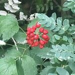 Actaea rubra Fruchs