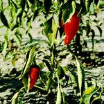 Capsicum annuum Frucht