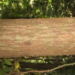 Manilkara bidentata Corteza