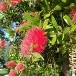 Melaleuca citrinaFlower