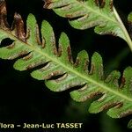 Pteris incompleta Blad