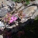 Saponaria caespitosa Žiedas