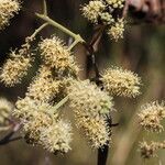 Combretum collinum Flower