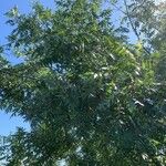 Juglans californica Ovoce