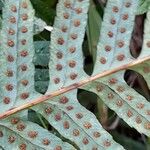 Polypodium vulgare Fruit