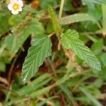 Melochia corchorifolia Leaf