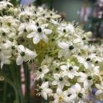 Ornithogalum arabicumFleur