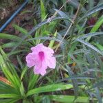 Ruellia simplex Kukka