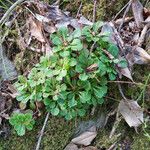 Saxifraga spathularis Листок