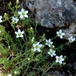 Arenaria ligericina Habit