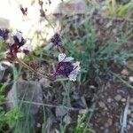 Linaria amethystea Flower