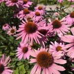 Echinacea angustifoliaFlower