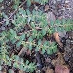 Euphorbia serpens Blatt
