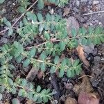 Chamaesyce serpens Лист