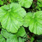 Geum macrophyllum Likasa