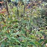 Veronica longifolia Habit