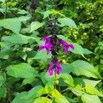 Salvia coeruleaFiore