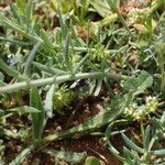 Linaria arvensis List