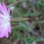 Eudianthe coeli-rosa Flower