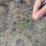 Oldenlandia lancifolia Leaf