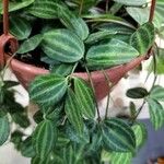 Peperomia quadrangularis Leht