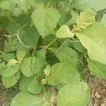 Solanum jamaicense Φύλλο