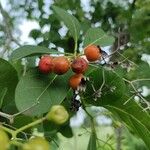 Bourreria succulenta Fruit