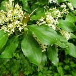 Cornus sericea Levél